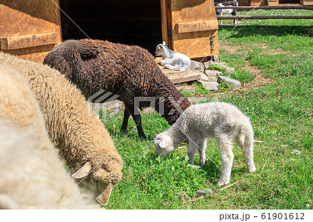 Sheeps and little white lamb on green pasture near Sheeps and little white lamb on green pasture near 61901612
