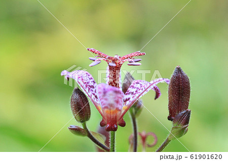 Small purple spotted flower Tricyrtis hirta, side Small purple spotted flower Tricyrtis hirta, side 61901620