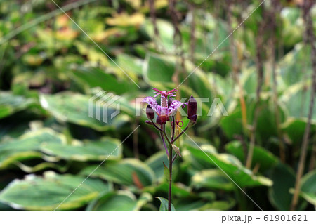 Small purple spotted flower Tricyrtis hirta in Small purple spotted flower Tricyrtis hirta in 61901621