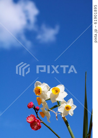 水仙と紅梅 61901895