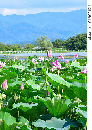 瓢湖のハス（新潟県） 61902621