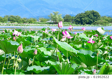 瓢湖のハス（新潟県） 61902622