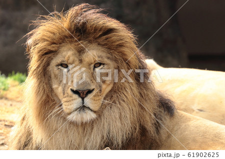 雄ライオンの顔の写真素材
