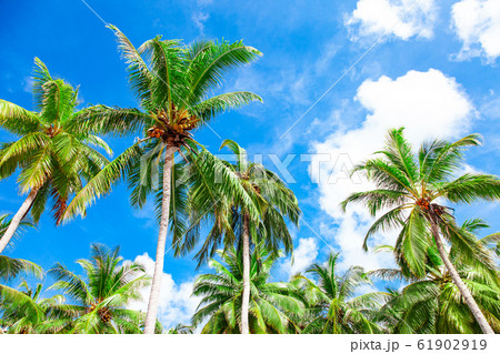Green fresh bright coconut top palm leaves Green fresh bright coconut top palm leaves 61902919