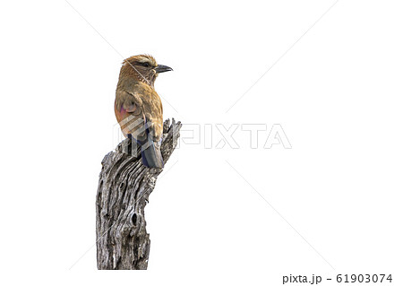 Rufous crowned Roller in Kruger National park, Rufous crowned Roller in Kruger National park, 61903074