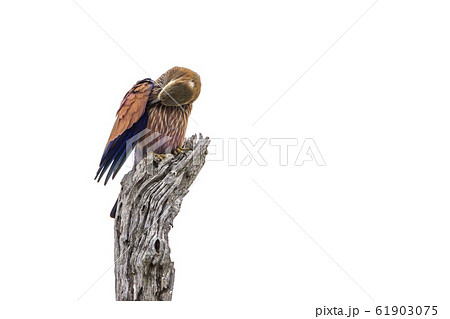 Rufous crowned Roller in Kruger National park, 61903075