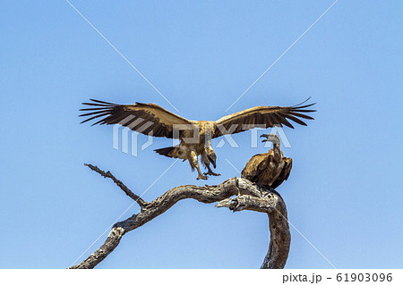 White backed Vulture in Kruger National park, 61903096