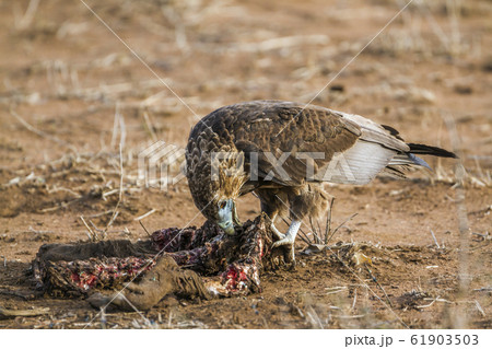 Bateleur Eagle in Kruger National park, South 61903503