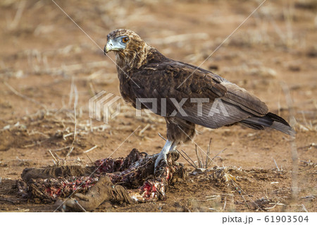 Bateleur Eagle in Kruger National park, South 61903504