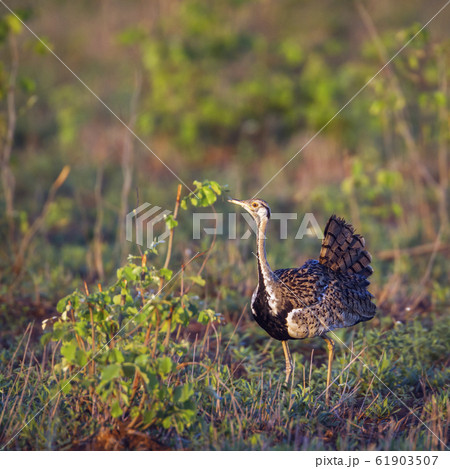 Black bellied bustard in Kruger National park, 61903507