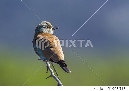 European Roller in Kruger National park, South European Roller in Kruger National park, South 61903513