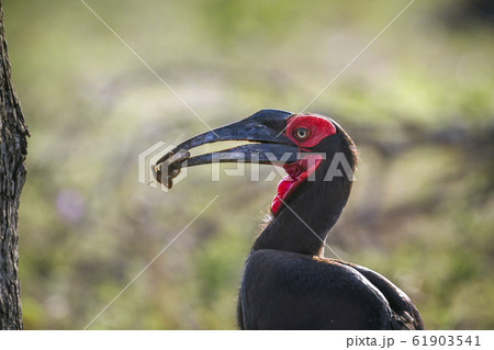 Southern Ground Hornbill in Kruger National park, 61903541