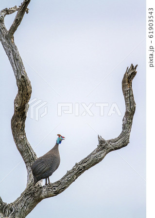 Helmeted guineafowl in Kruger National park, South 61903543