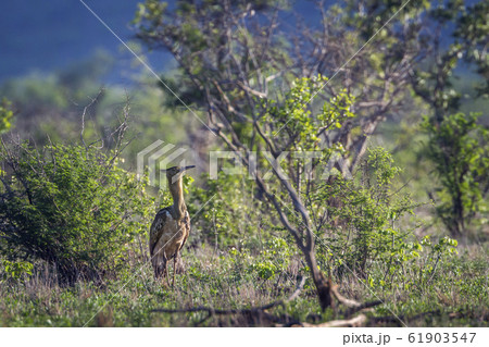 Kori bustard in Kruger National park, South Africa 61903547