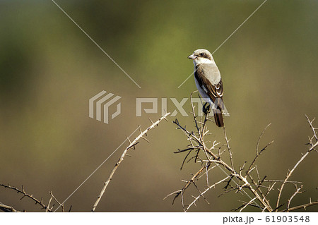 Lesser Grey Shrike in Kruger National park, South 61903548