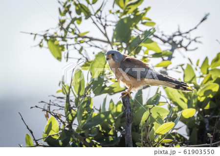 Lesser Kestrel in Kruger National park, South 61903550