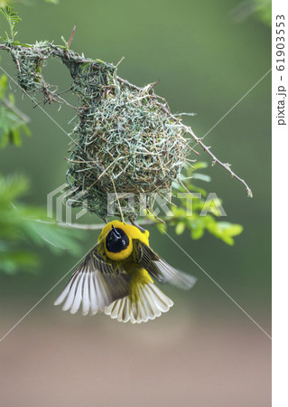 Lesser Masked Weaver in Kruger National park, 61903553
