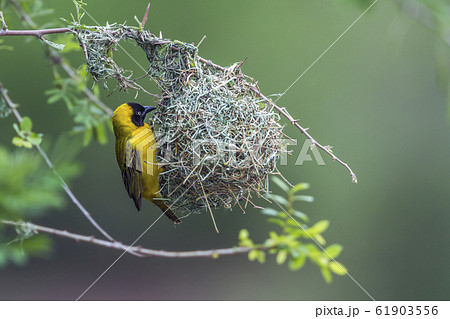 Lesser Masked Weaver in Kruger National park, 61903556