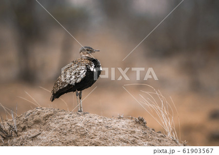 Red crested Bustard in Kruger National park, South 61903567