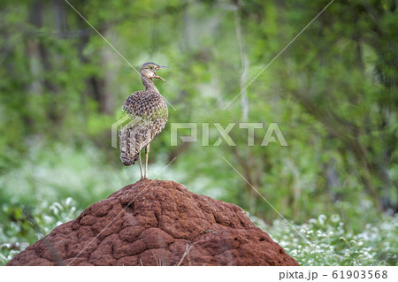 Red crested Bustard in Kruger National park, South 61903568