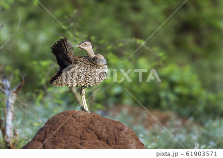 Red crested Bustard in Kruger National park, South 61903571