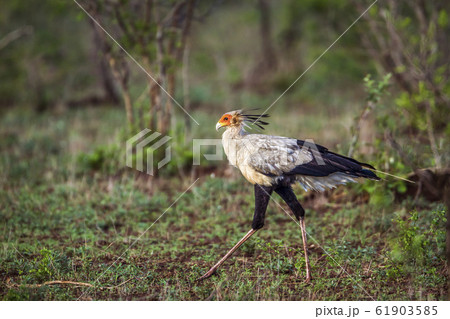 Secretary bird in Kruger National park, South Secretary bird in Kruger National park, South 61903585