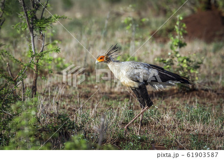 Secretary bird in Kruger National park, South 61903587