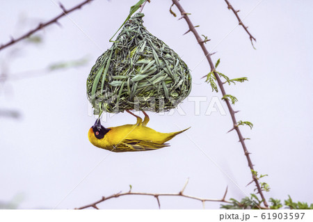 Southern Masked Weaver in Kruger National park, 61903597