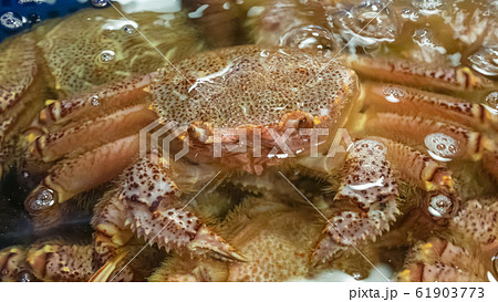 The close up of Deep sea crab (Seafood) in water at Taipei fish market, Taiwan. The close up of Deep sea crab (Seafood) in water at Taipei fish market, Taiwan. 61903773