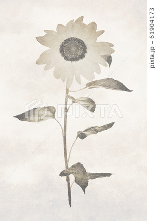 Old archival sunflower image 61904173
