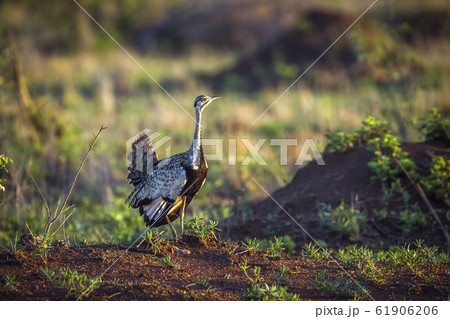 Black bellied bustard in Kruger National park, Black bellied bustard in Kruger National park, 61906206
