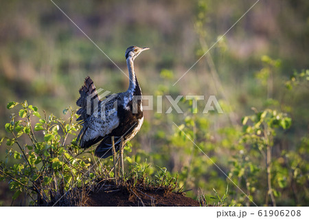 Black bellied bustard in Kruger National park, 61906208