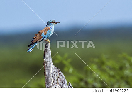 European Roller in Kruger National park, South European Roller in Kruger National park, South 61906225
