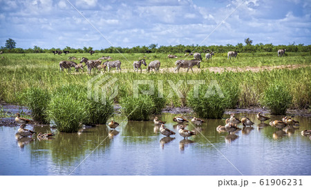 Egyptian Goose and Plains zebra in Kruger National 61906231