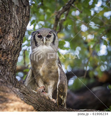 Verreaux Eagle Owl in Kruger National park, 61906234