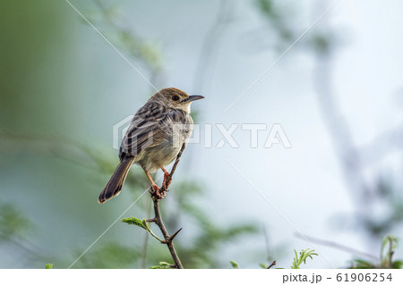 Rattling Cisticola in Kruger National park, South 61906254