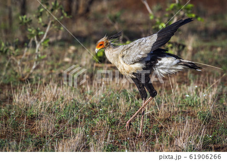 Secretary bird in Kruger National park, South 61906266