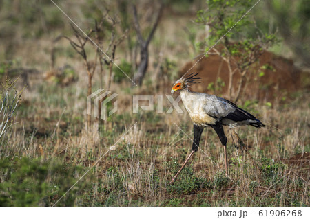Secretary bird in Kruger National park, South 61906268