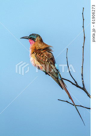 Southern Carmine Bee eater in Kruger National 61906273