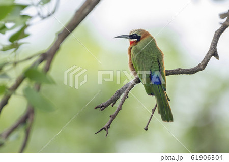 White fronted Bee eater in Kruger National park, 61906304