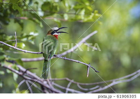White fronted Bee eater in Kruger National park, 61906305