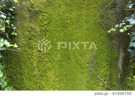 Green lichen on a large flat rock Green lichen on a large flat rock 61906700