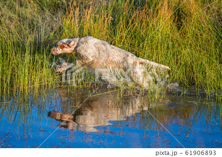 Setter and water 61906893