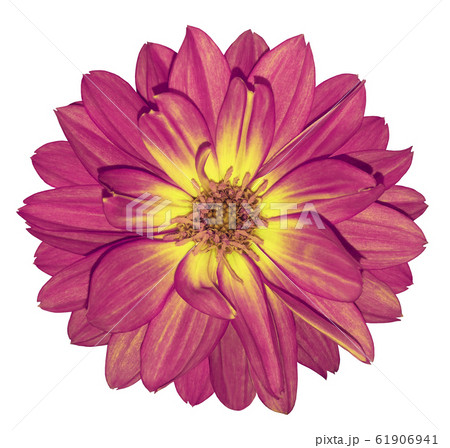 Dahlia  pink-yellow flower on white isolated Dahlia  pink-yellow flower on white isolated 61906941