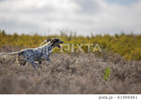 dark setter running dark setter running 61906961