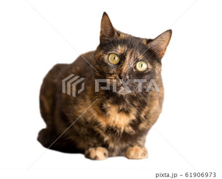 tortoiseshell cat tortoiseshell cat 61906973