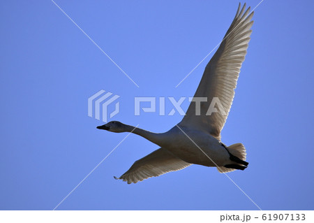 青空を飛ぶ白鳥 61907133