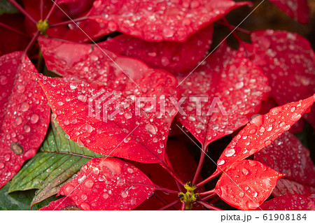 Red Poinsettia Flower, Euphorbia pulcherrima with Red Poinsettia Flower, Euphorbia pulcherrima with 61908184
