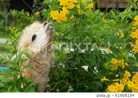White alpaca is enjoying eating a leaf White alpaca is enjoying eating a leaf 61908194