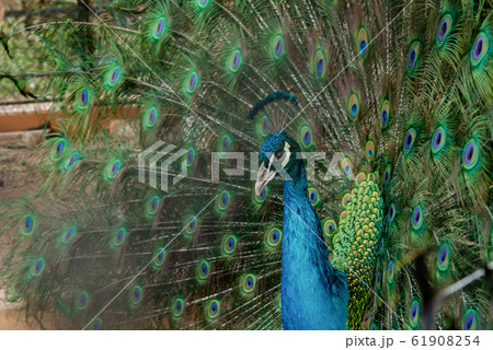 Peacock to spread his tail, showing its feathers. 61908254